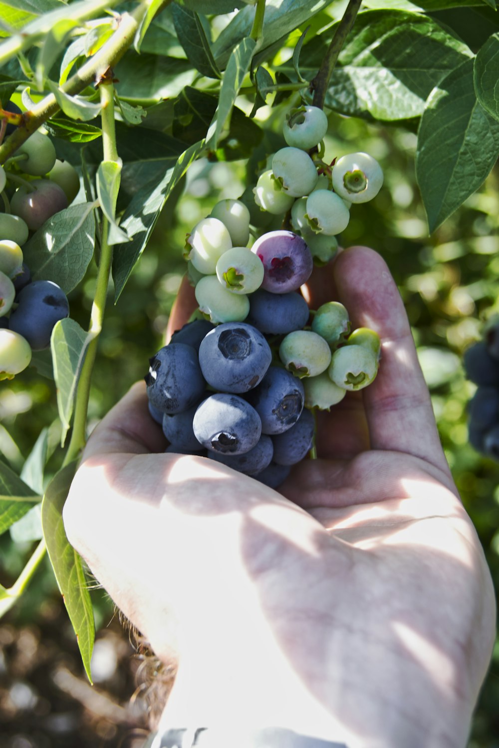 person holding blue and purple grapes