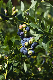 green and blue round fruits