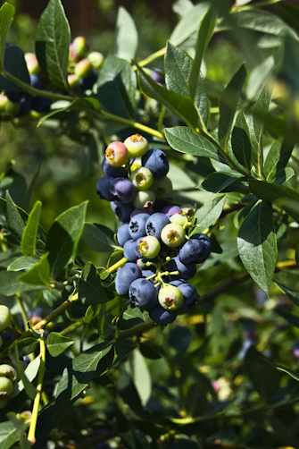green and blue round fruits