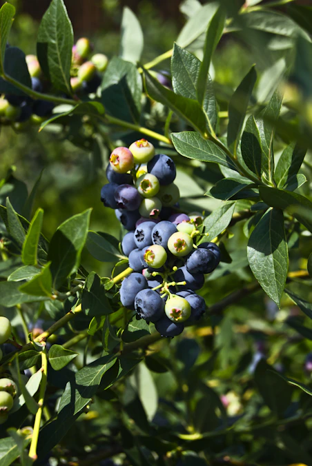 green and blue round fruits