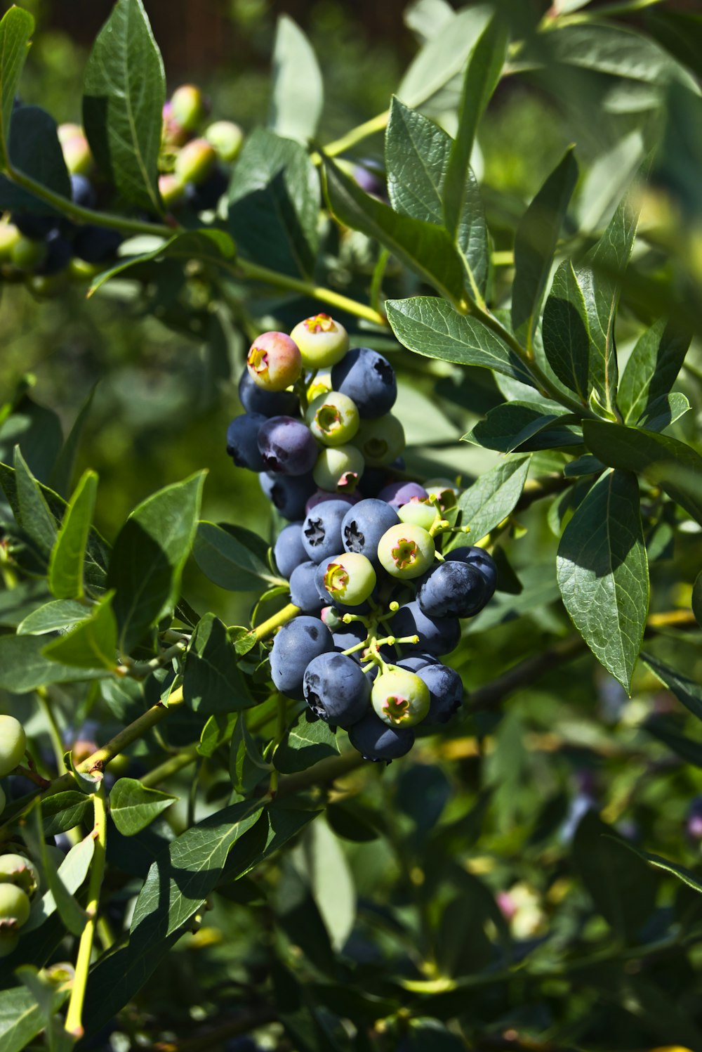 green and blue round fruits