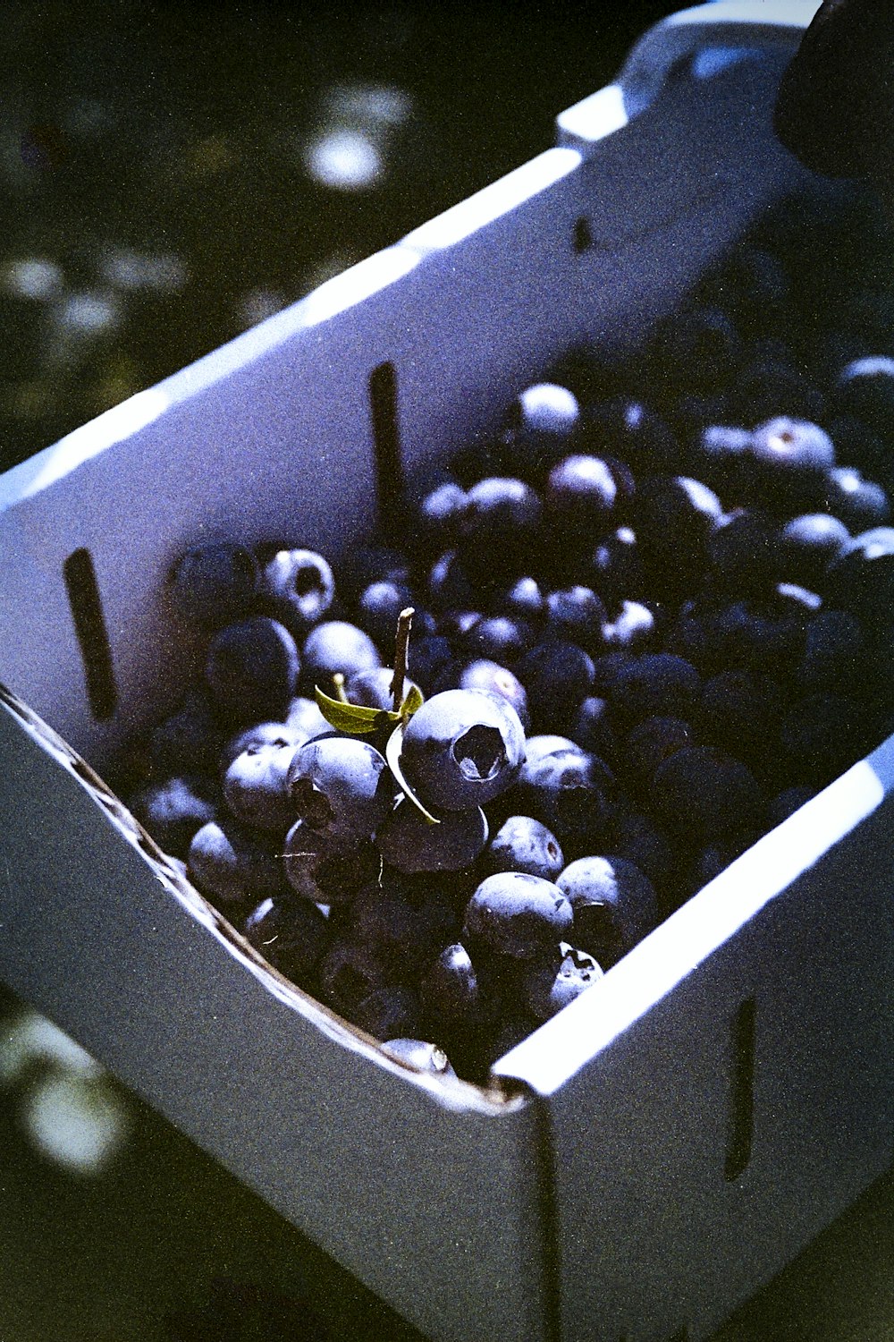 blue berries in white box
