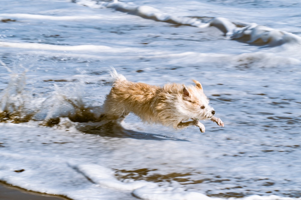 weißer langer Mantel mittlerer Hund, der tagsüber auf dem Wasser läuft
