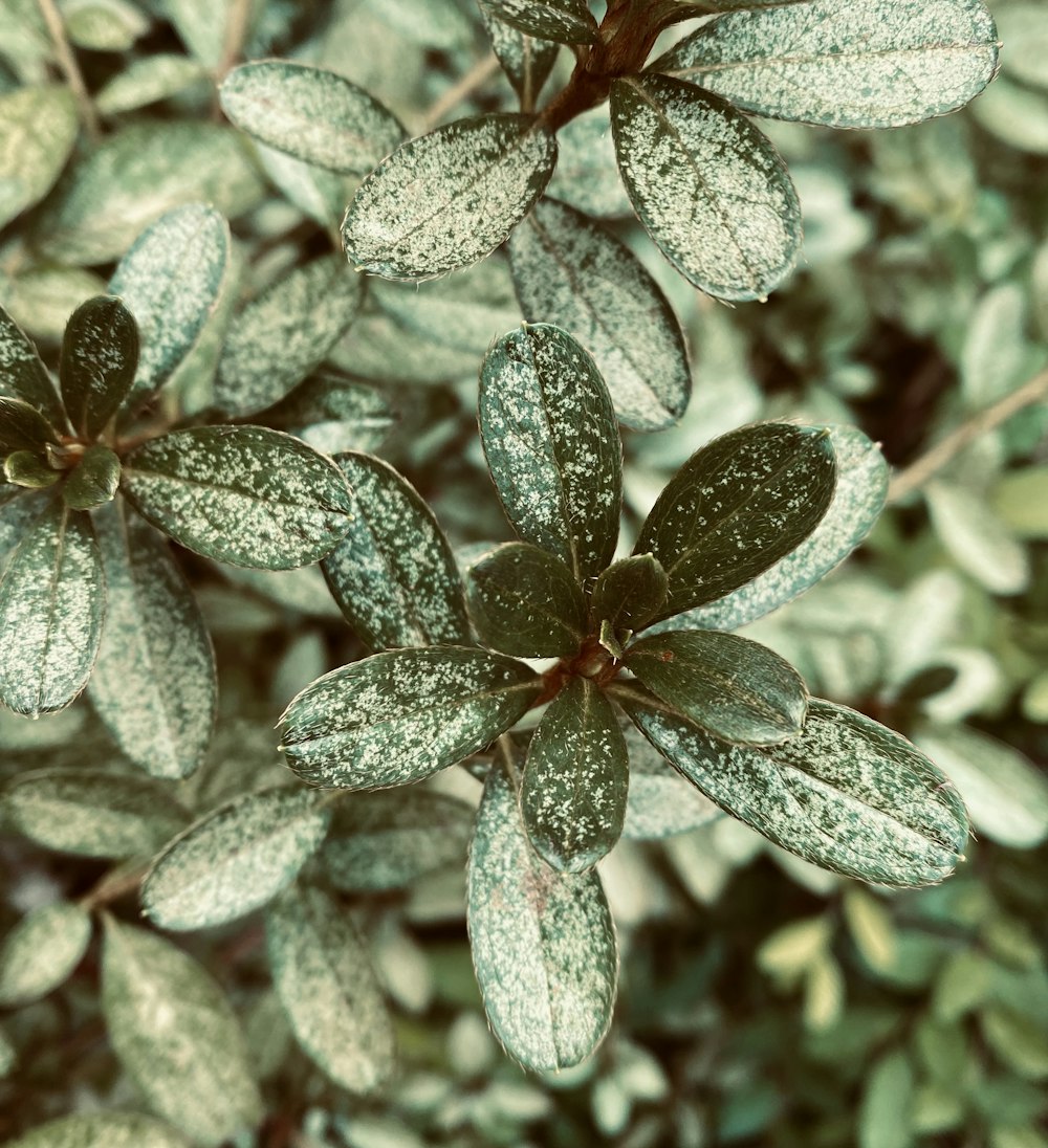 green and red leaf plant