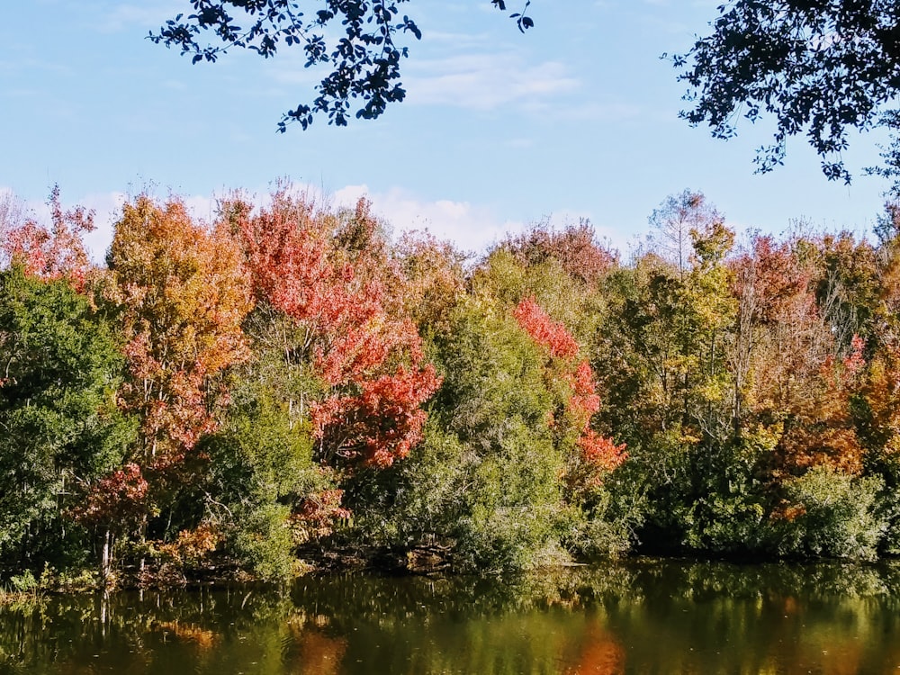 red and green trees beside river during daytime