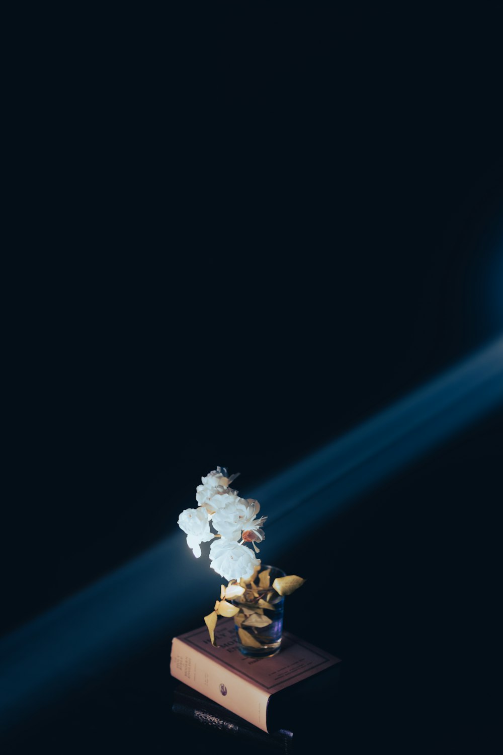 white flower with blue light