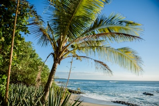 green palm tree near sea during daytime