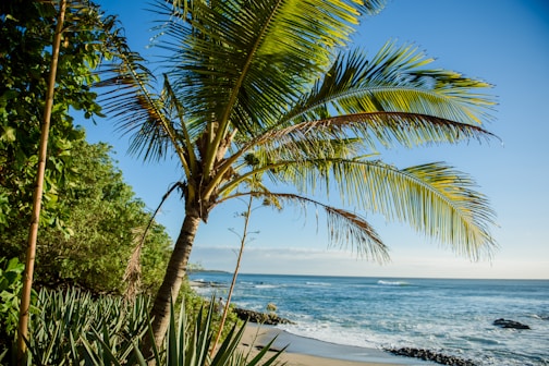 green palm tree near sea during daytime