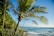green palm tree near sea during daytime
