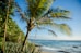green palm tree near sea during daytime
