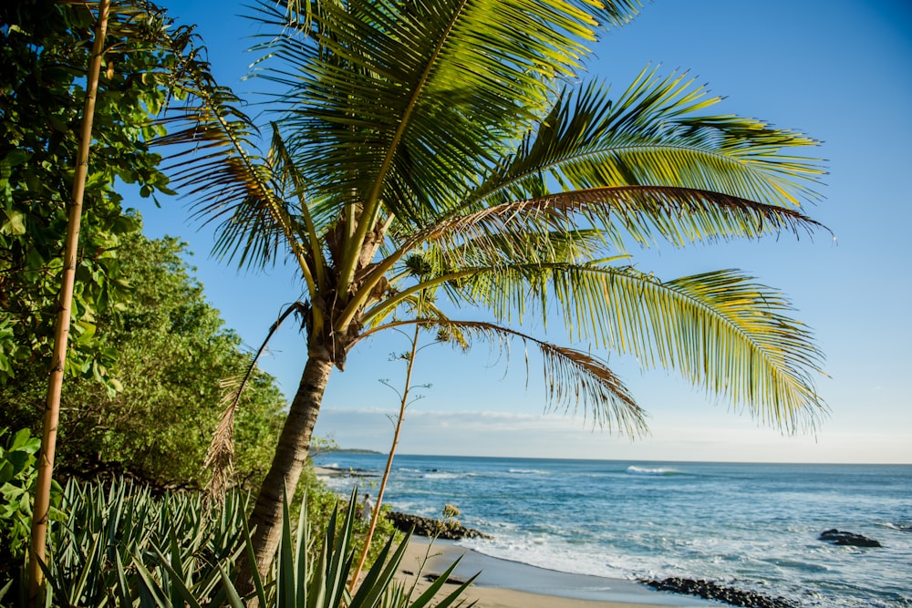 Palmier vert près de la mer pendant la journée