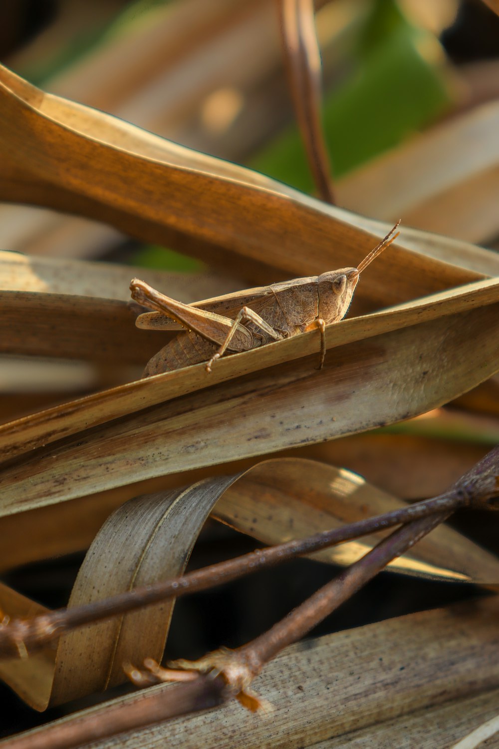 sauterelle brune sur bâton en bois brun