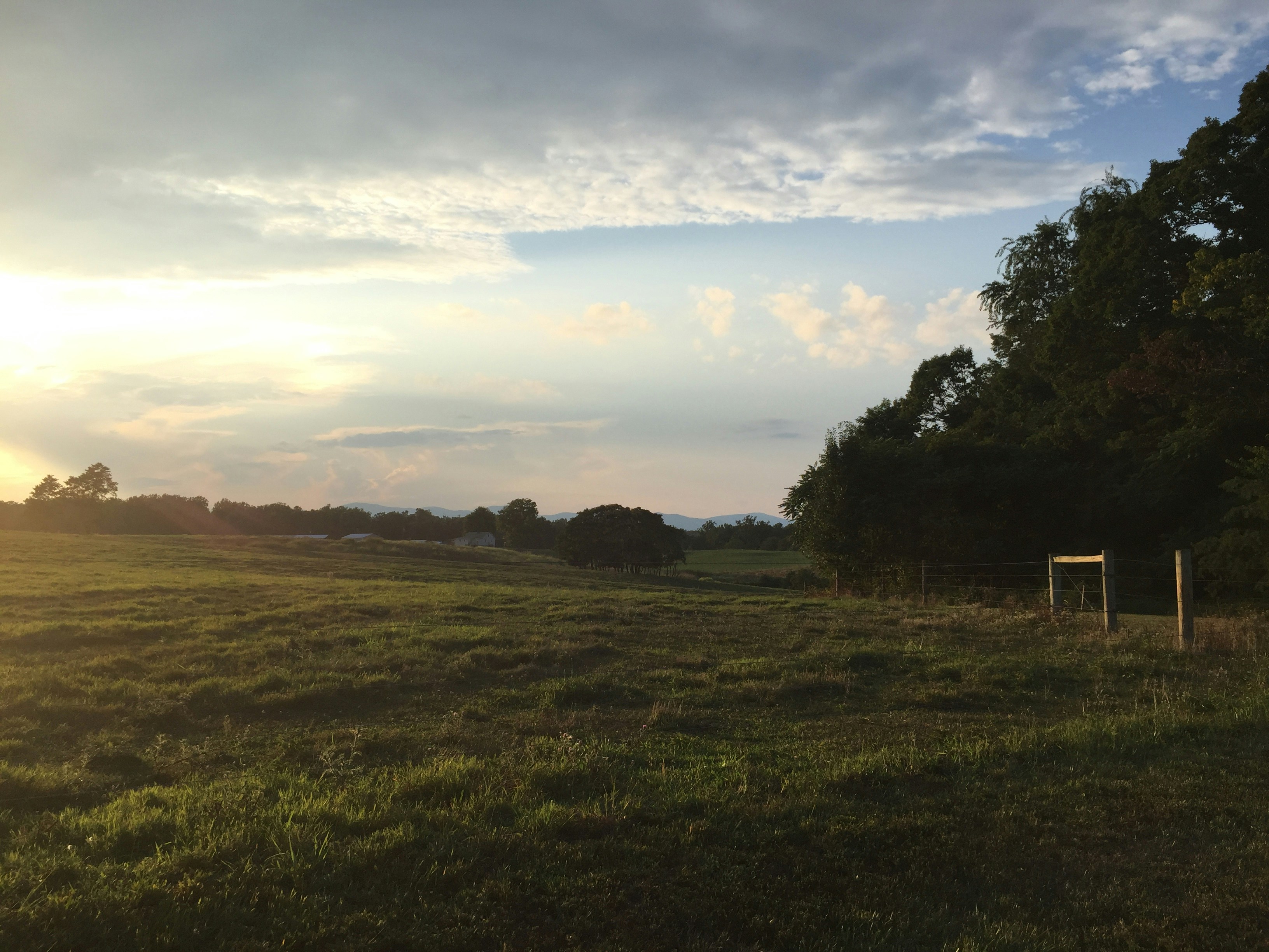 Open rural field at golden hour with clear sky and natural grass terrain and distant tree line
