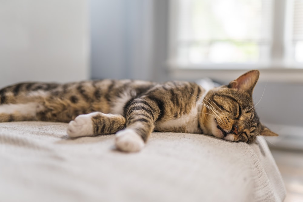 brown tabby cat lying on white textile