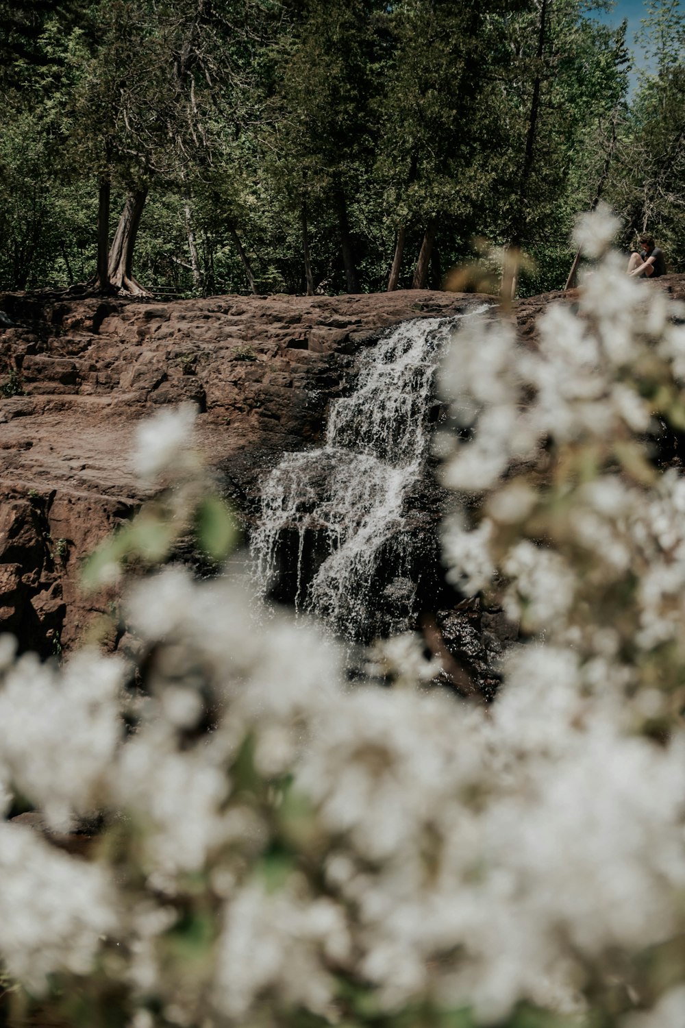 weiße Blüten in der Nähe von brauner Erde