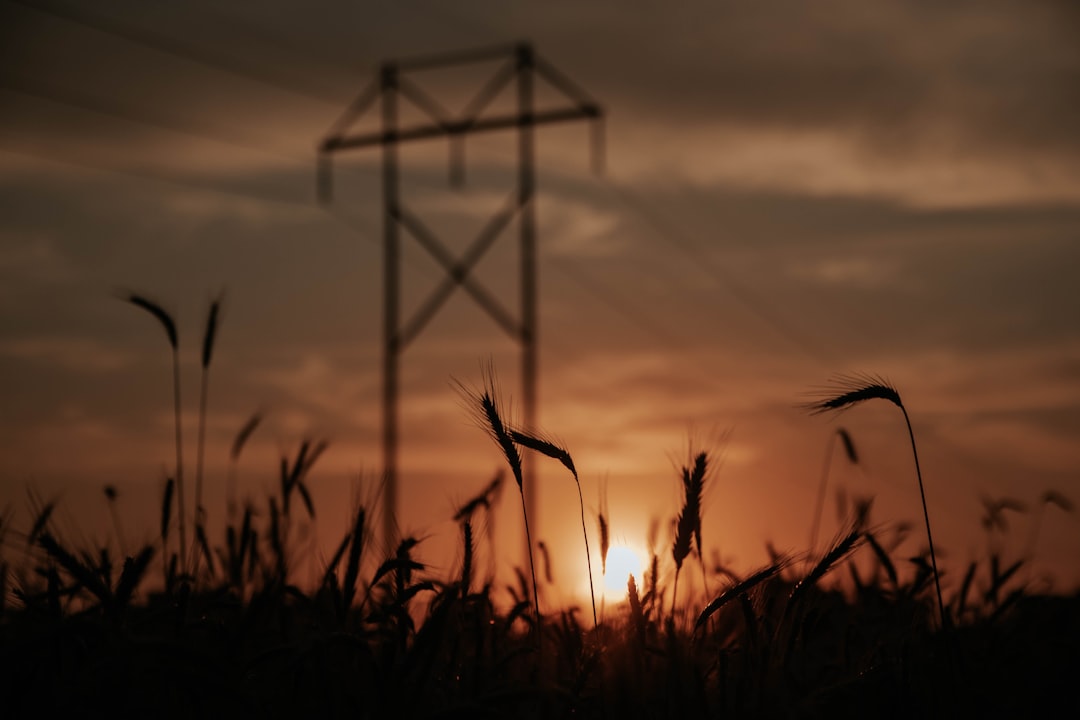 silhouette of plants during sunset