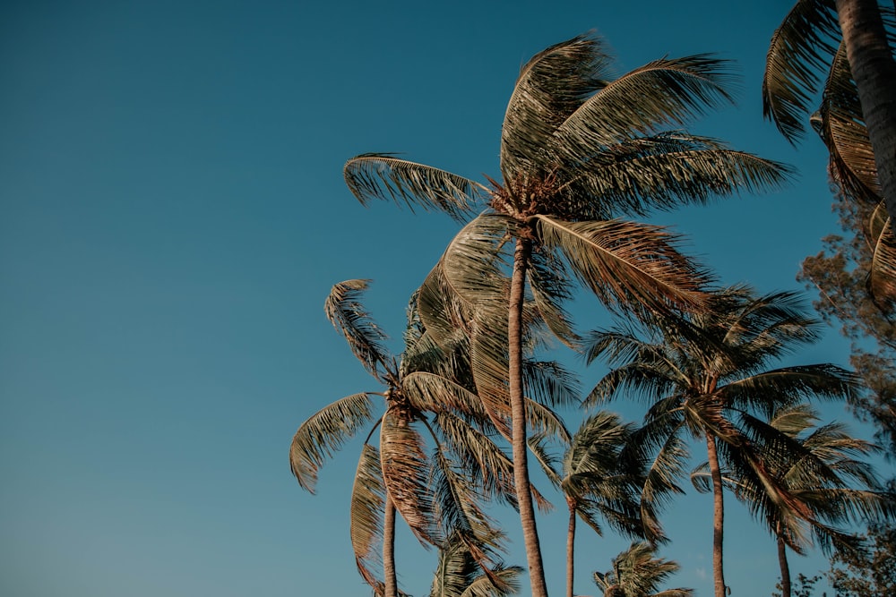 green palm tree under blue sky during daytime