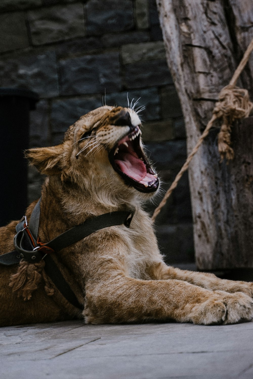 brown lion lying on brown wooden log