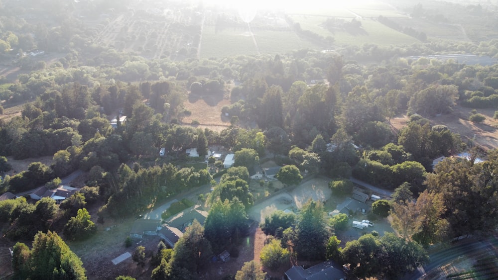 aerial view of green trees and plants during daytime