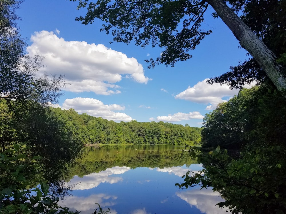 alberi verdi accanto al fiume sotto il cielo blu durante il giorno