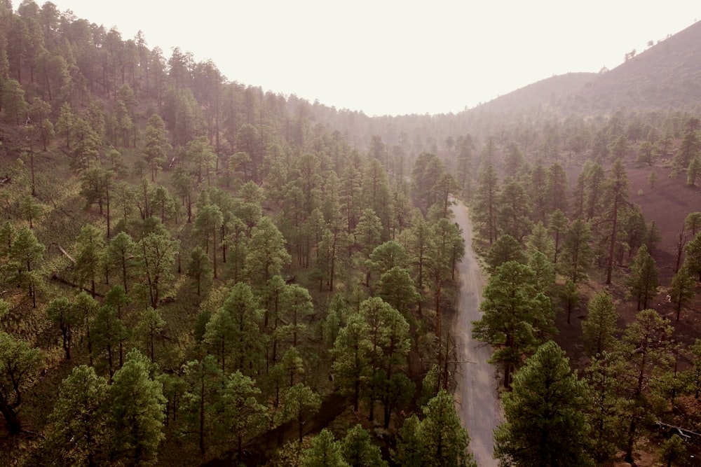 green trees under white sky during daytime