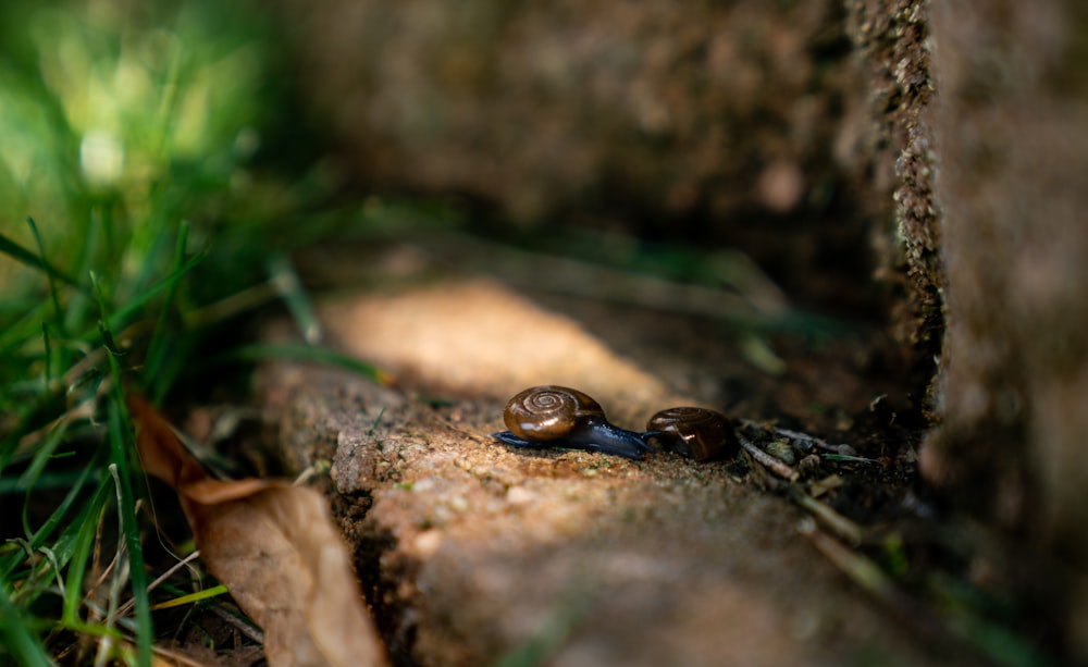 black and brown snail on brown rock