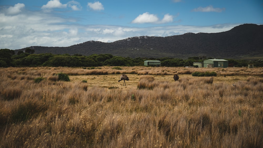 brown grass field near green mountain under blue sky during daytime