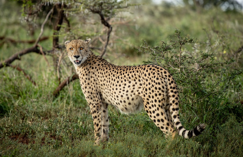 cheetah on green grass field during daytime