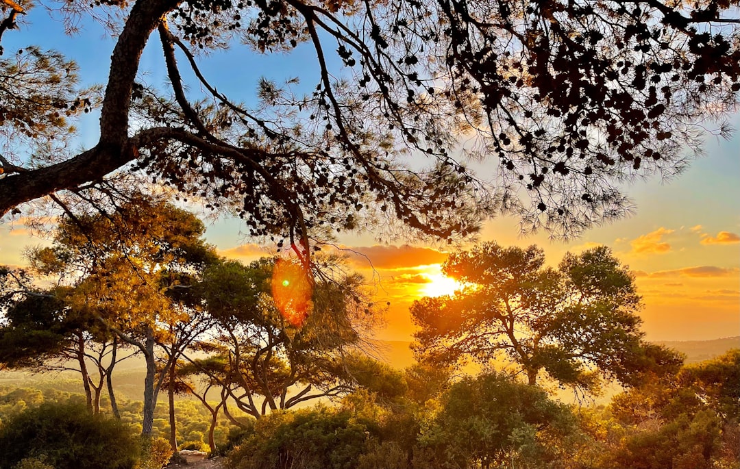 green trees and plants during sunset