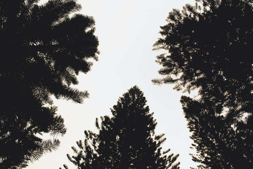 green pine trees under white sky