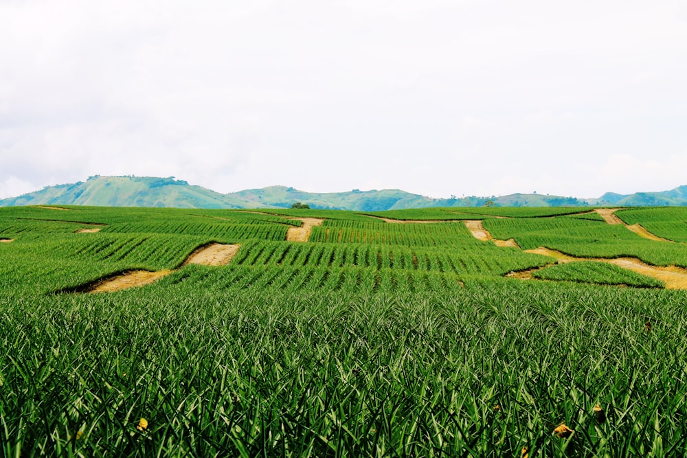 green grass field under white sky during daytime