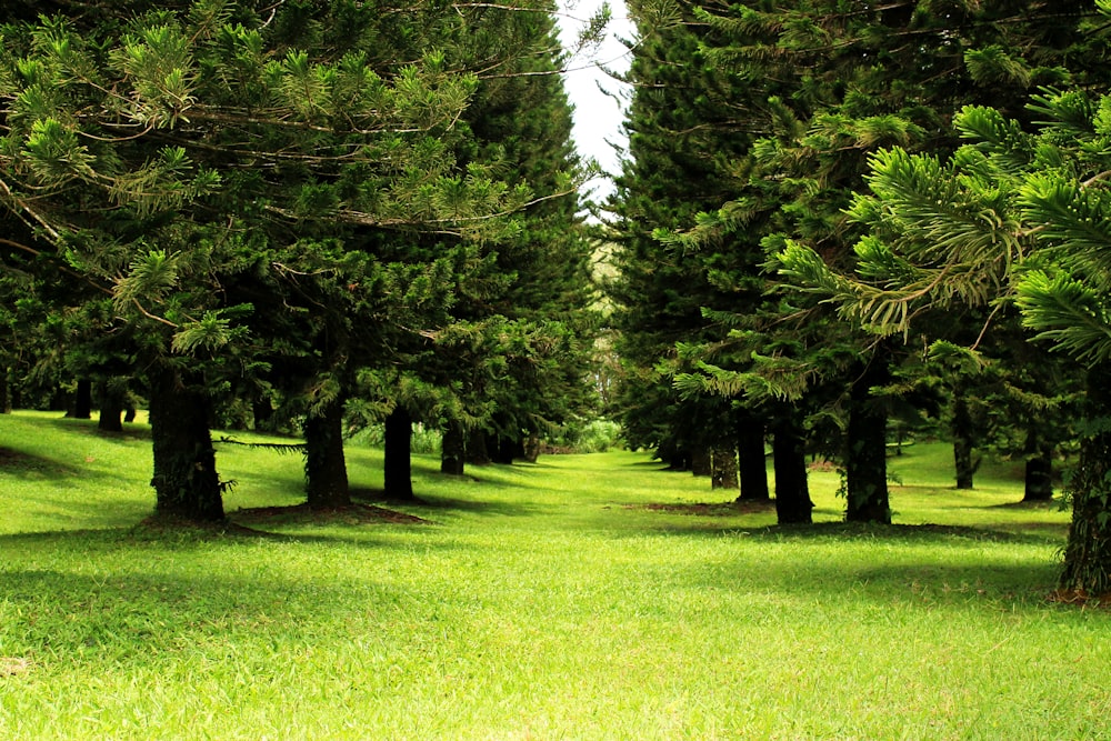 green grass field with trees