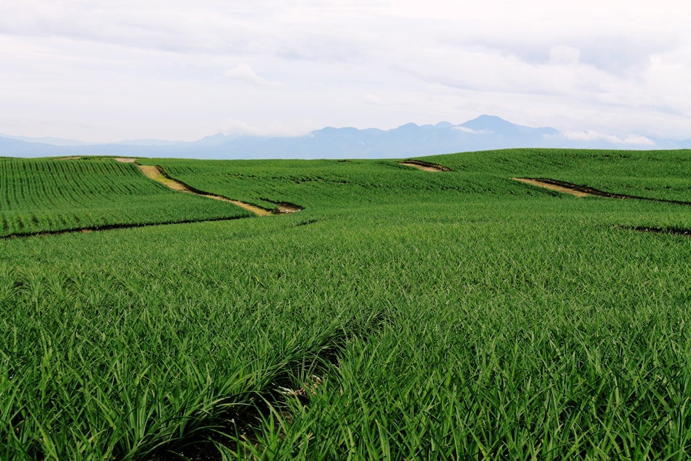 green grass field under white clouds during daytime