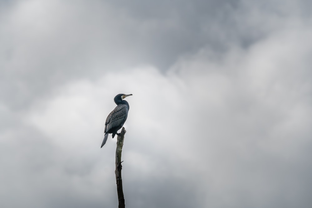 black crowned crane perched on brown tree branch