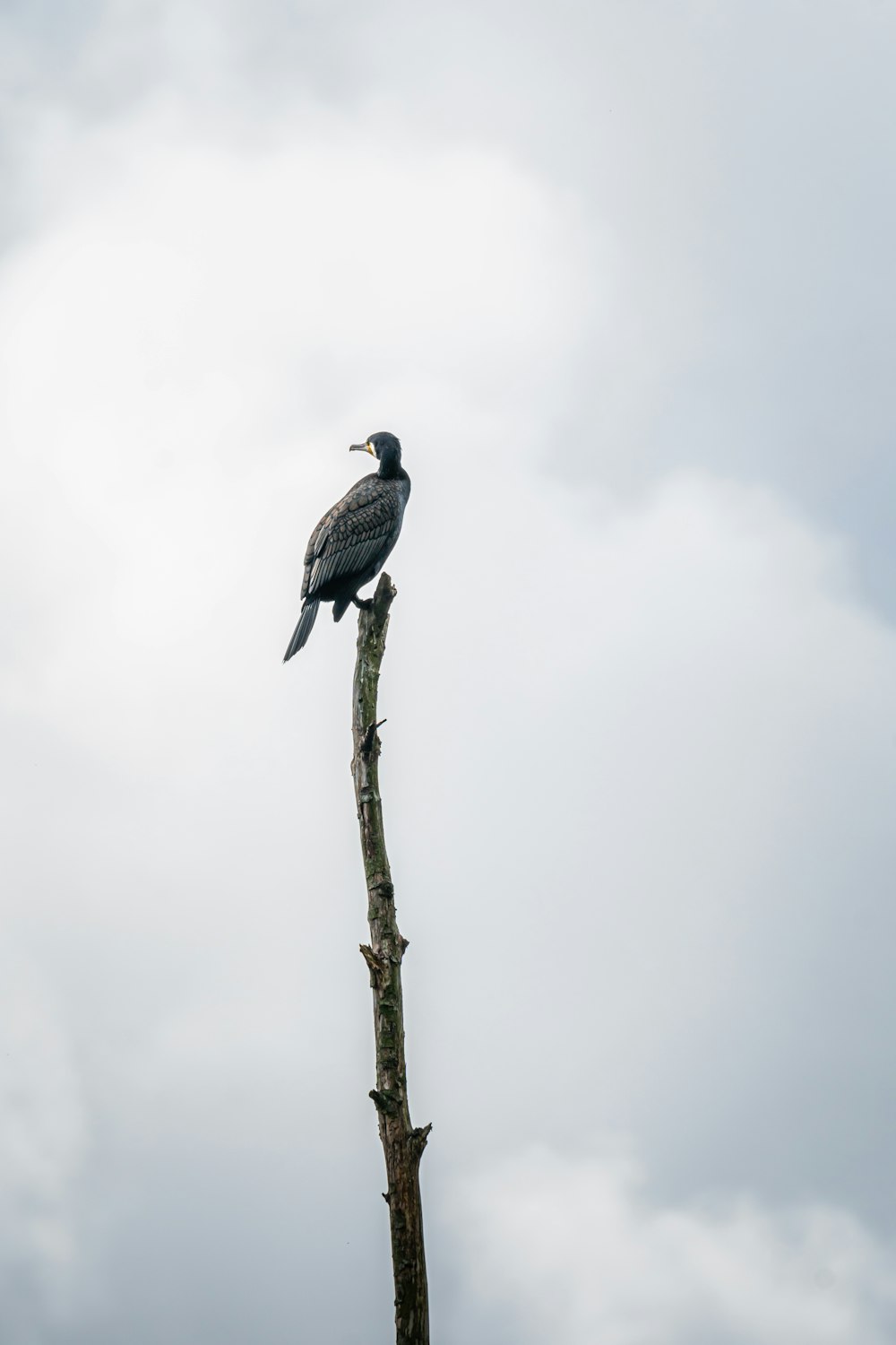 pássaro preto e branco no galho marrom da árvore