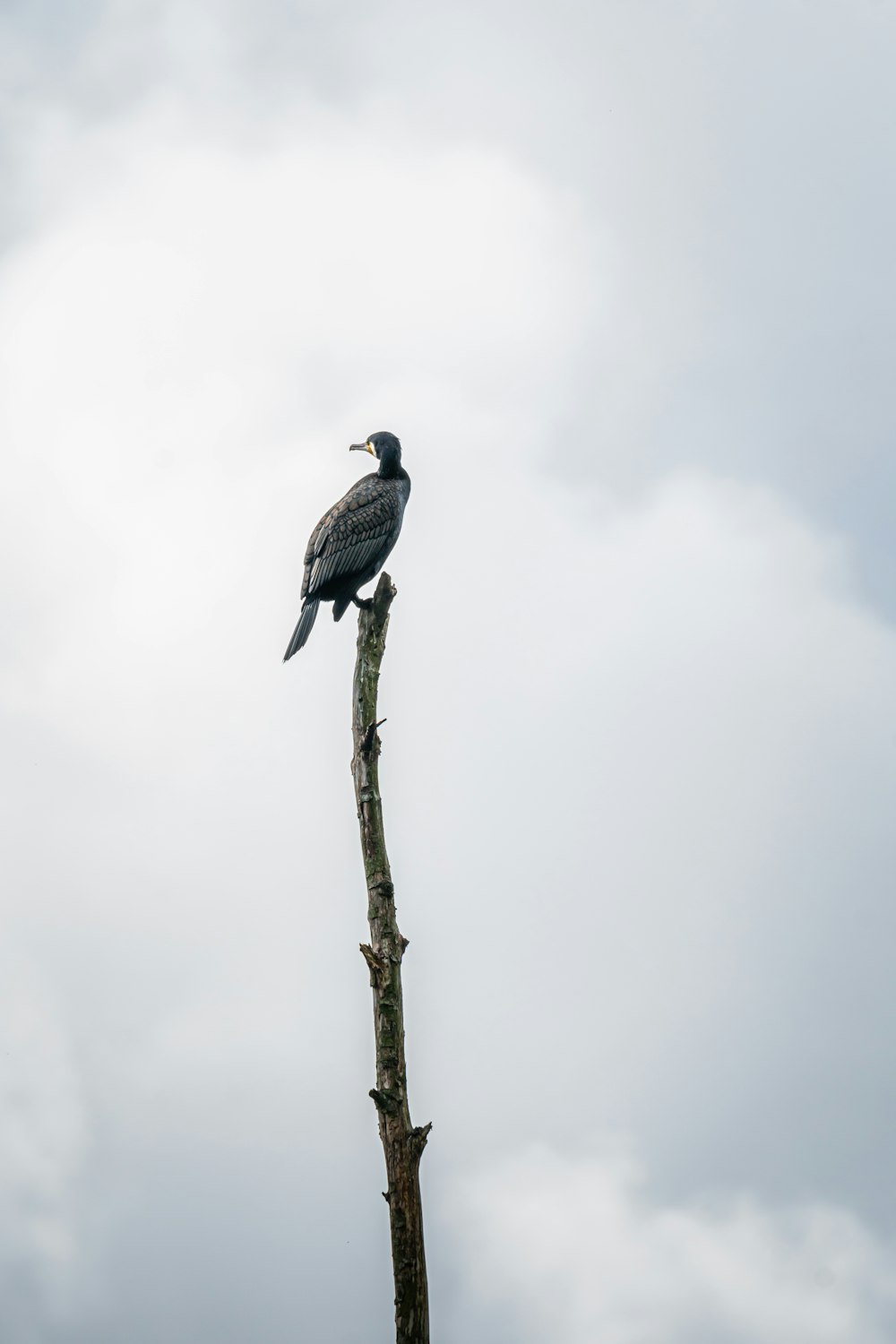 schwarz-weißer Vogel auf braunem Ast