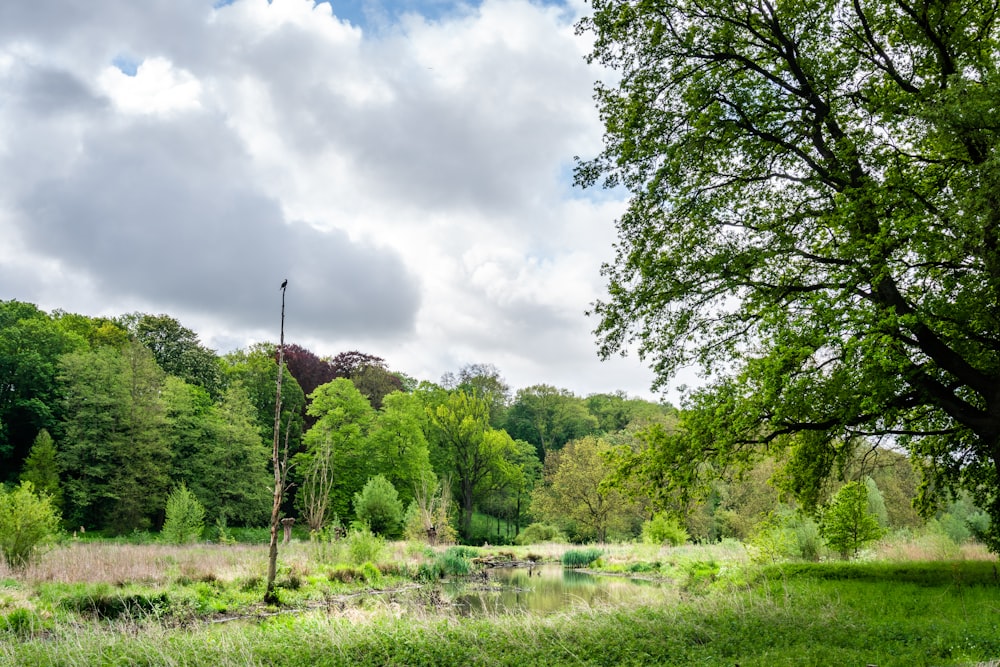 Grüne Bäume auf grünem Grasfeld unter weißen Wolken tagsüber