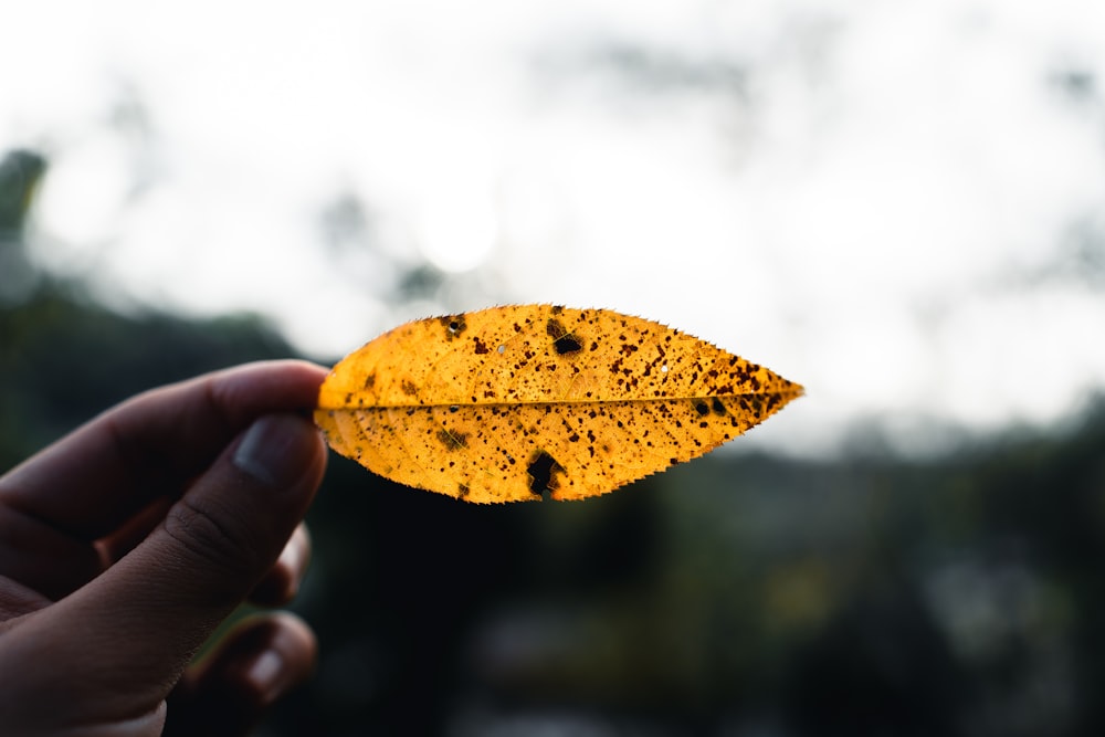 person holding yellow and brown leaf
