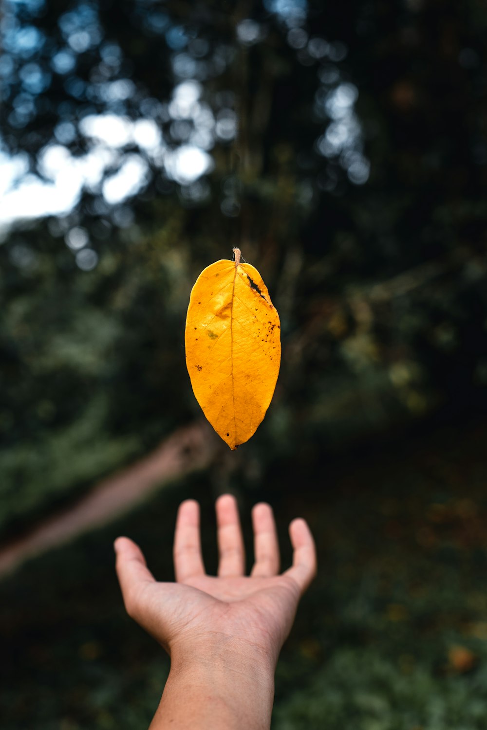 yellow leaf on persons hand