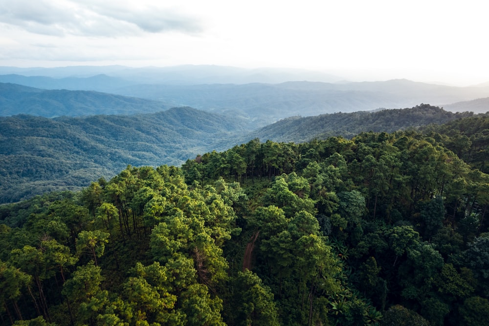 green trees on mountain under white clouds during daytime