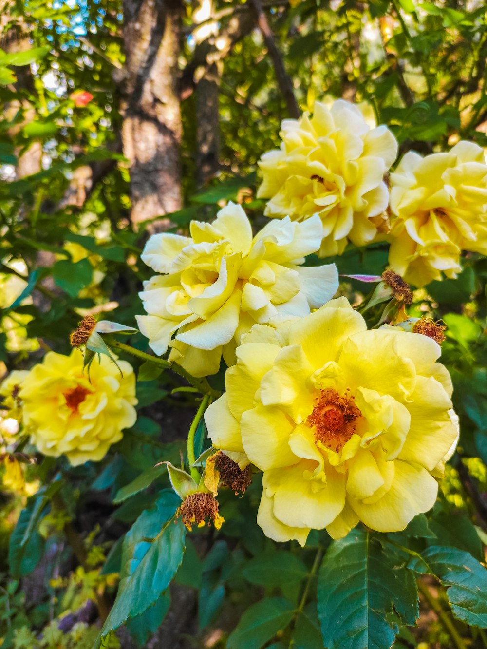 yellow flowers with green leaves