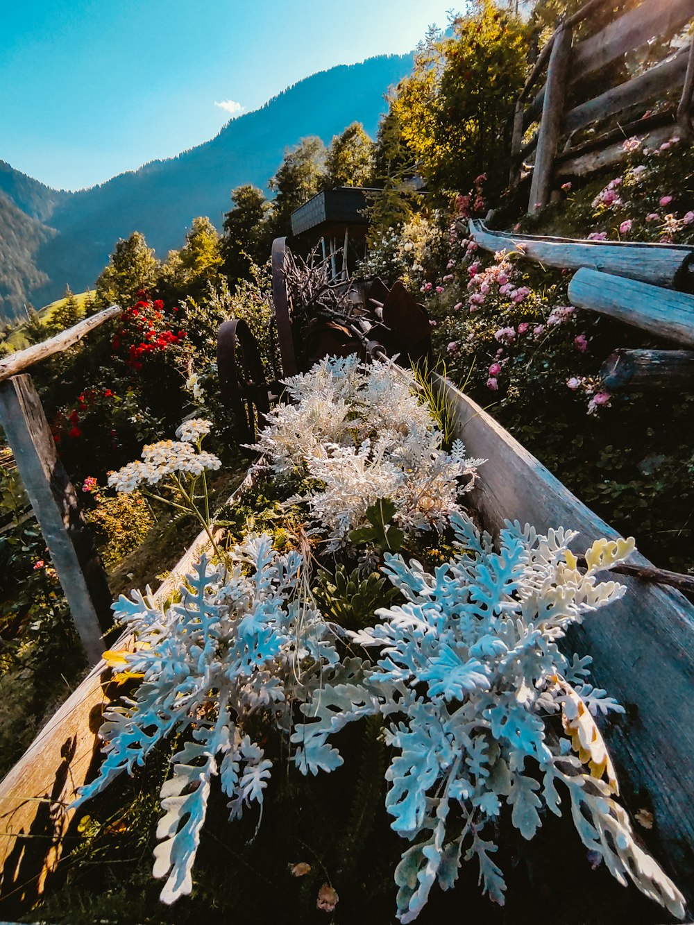 white and purple flowers on brown wooden fence