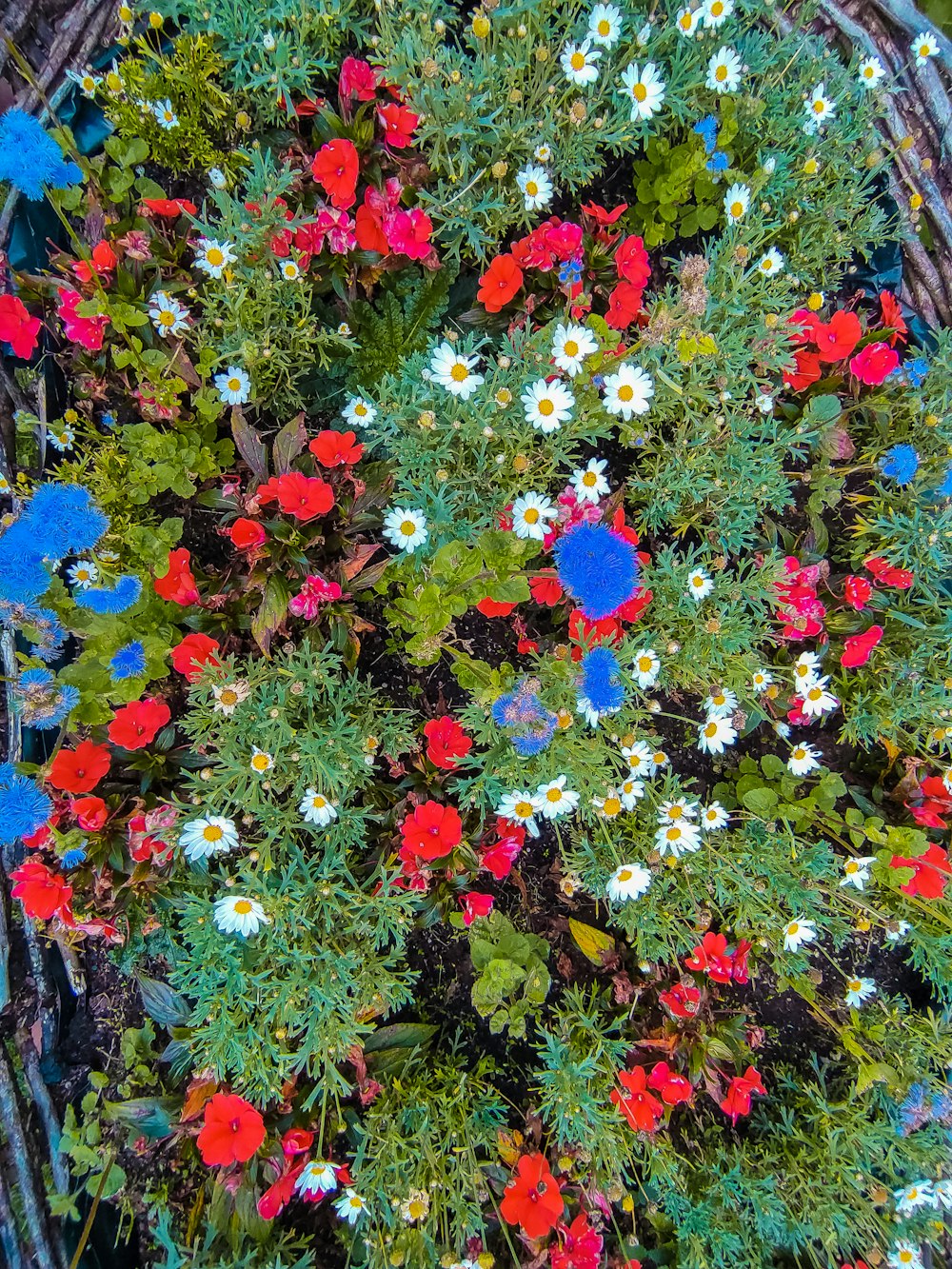 fleurs rouges, jaunes et bleues