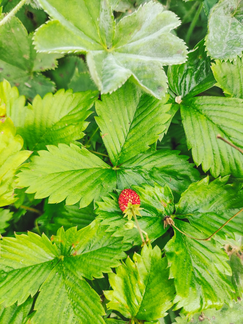 red and black ladybug on green leaf plant