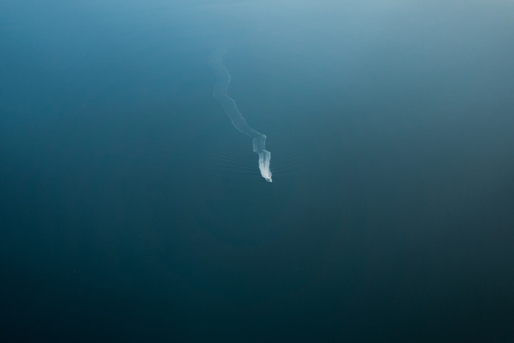 white bird flying over the sea