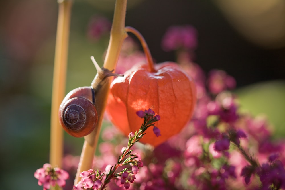 braune Schnecke auf roter Blume