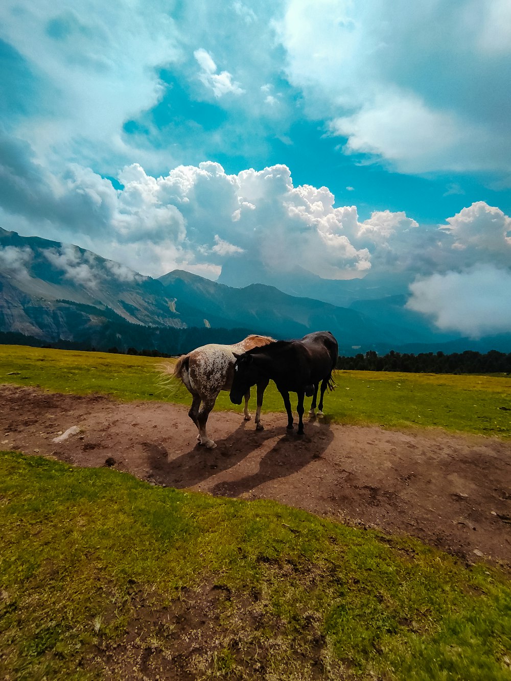 2 horses on green grass field under blue and white cloudy sky during daytime