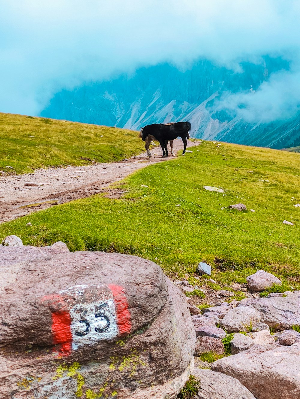 black short coated dog on gray rock