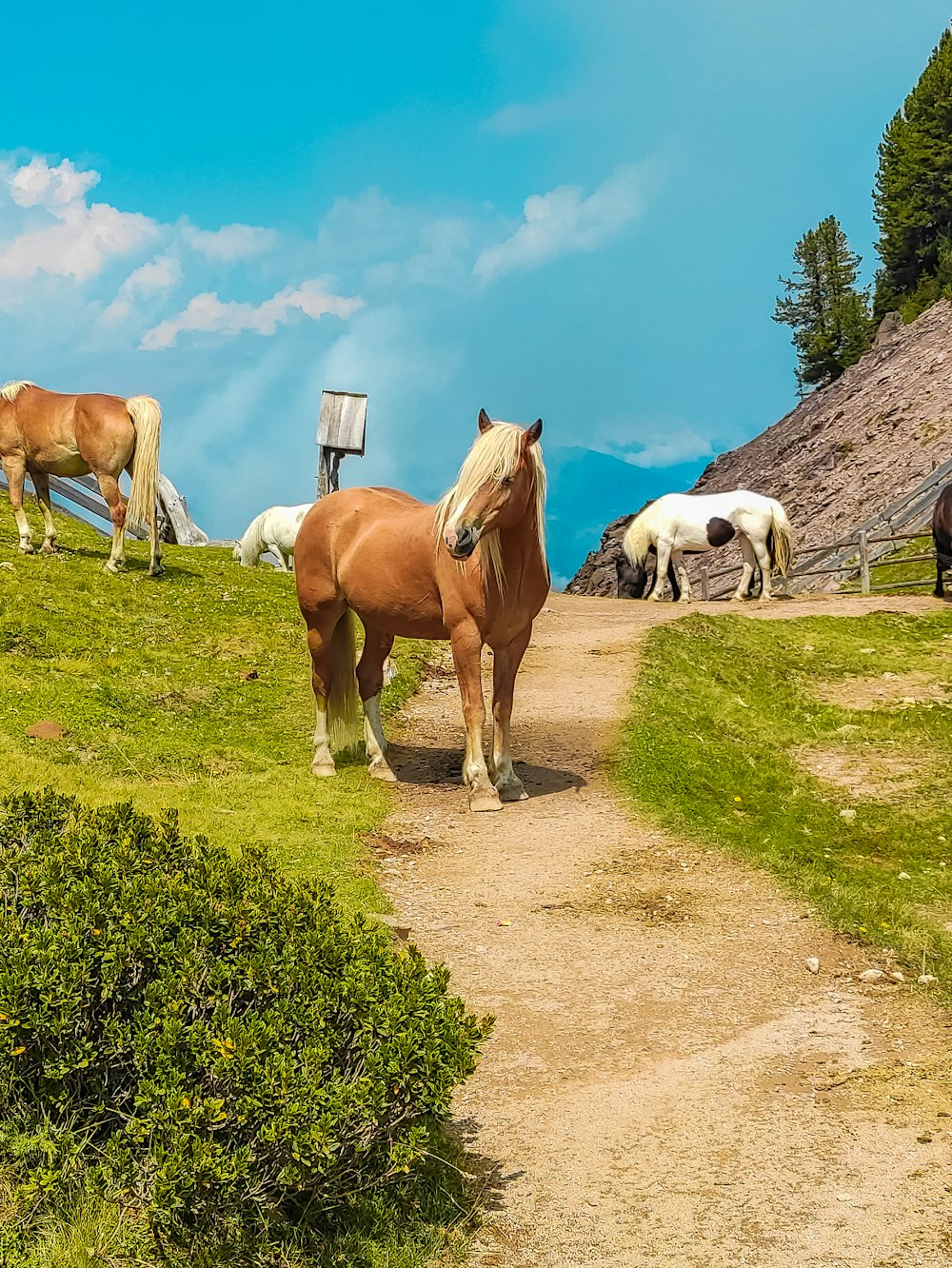 cavalli marroni e bianchi sul campo di erba verde durante il giorno