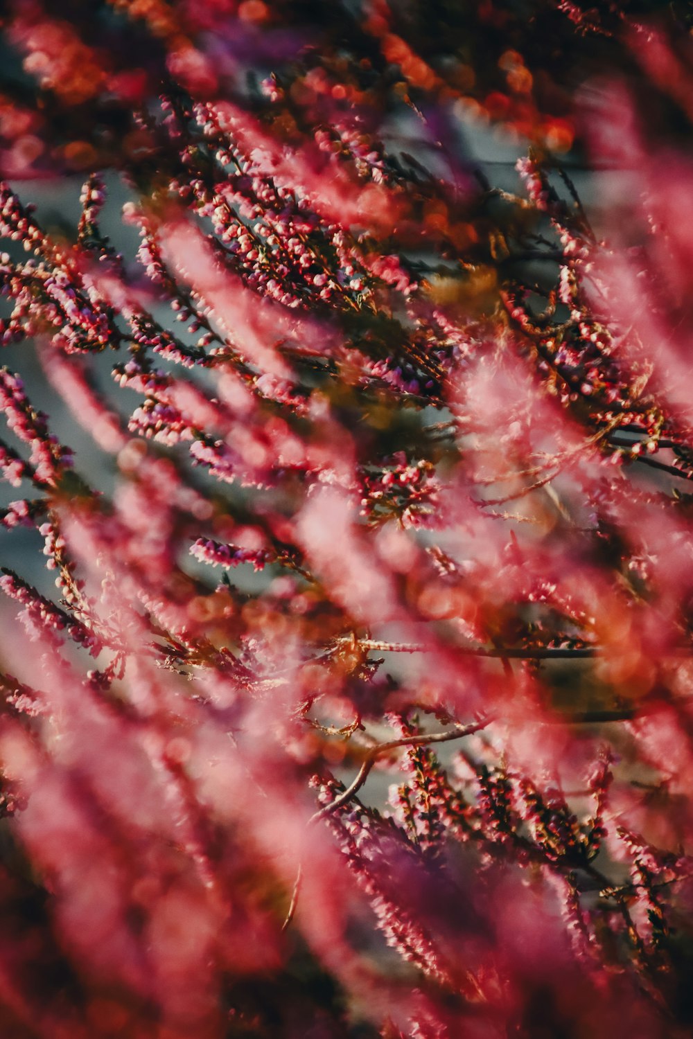 pink and white flower in close up photography